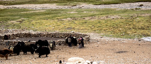 Here we see a Yak Farm on the way to Tso Moriri. Yak is the beast of burden in the entire Tibetan Plateau.